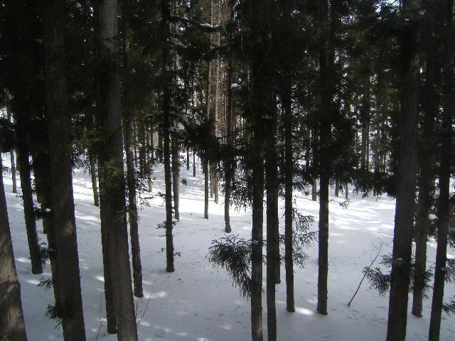 Wadano Forest Hotel & Apartments Hakuba Esterno foto